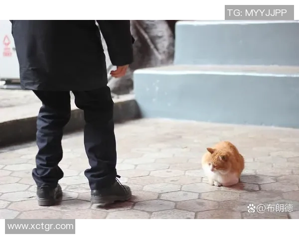 猫咪如何通过努力训练与机遇成为足球场上的明星宠物